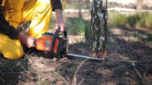 Best Arborist Consultation Services  in Plentywood, MT